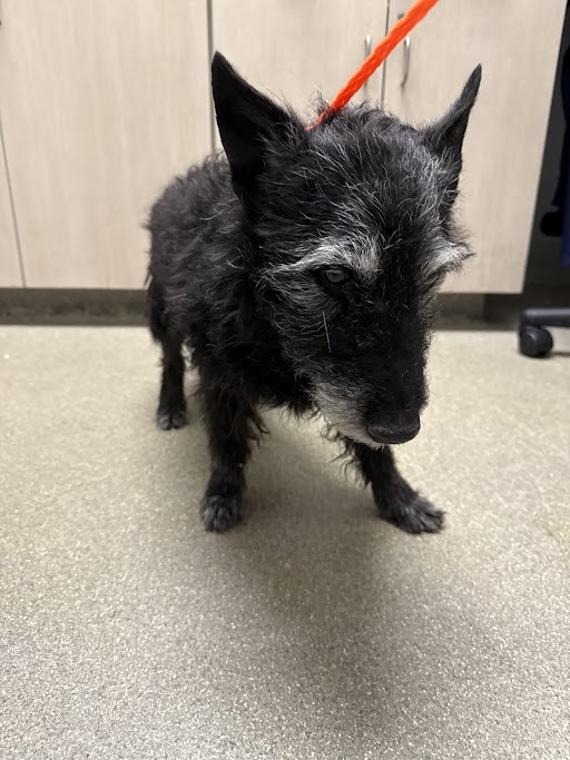 Small wiry black dog with gray muzzle on a red leash, indoors on a beige floor, looking down.