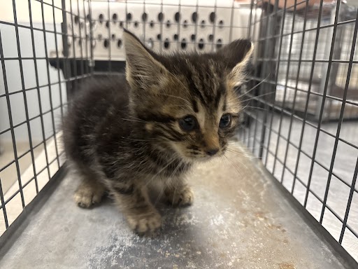 Young tabby kitten inside a metal crate on a stainless steel floor, looking slightly to the side.