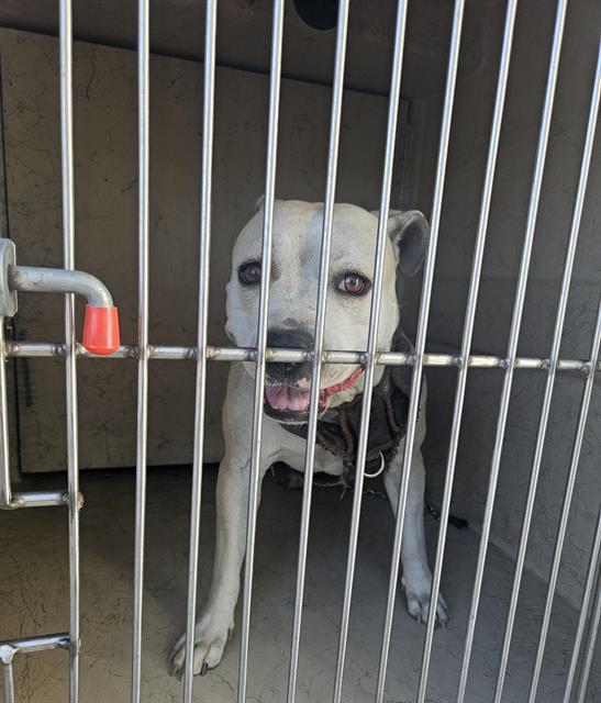 A light-colored dog sits in a kennel behind metal bars, looking at the camera with a pink tongue out and a black bandana.