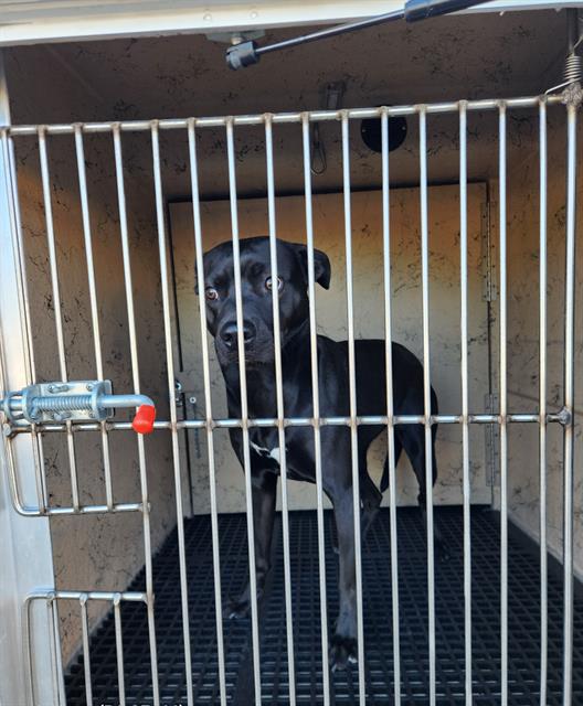 Black dog standing inside a metal animal crate with vertical bars, looking toward the camera.