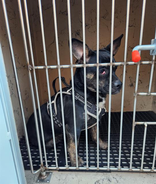 Small black-and-tan dog wearing a harness sits in a metal crate inside a shelter kennel.