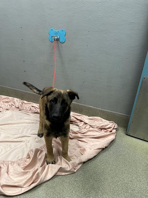 Young mixed-breed dog on a pink blanket, tethered to a blue wall hook with a red leash in a plain gray room.
