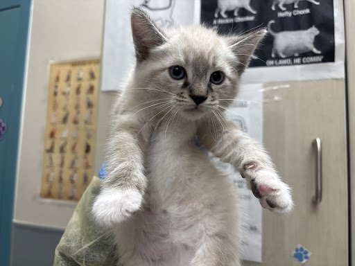 Cream kitten with blue eyes held up toward the camera, indoors with posters on the wall in the background.