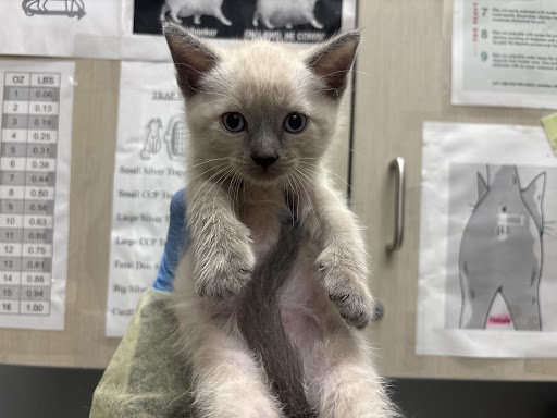 Light-colored kitten held up by a person in a veterinary clinic, posters and charts on the wall behind it.