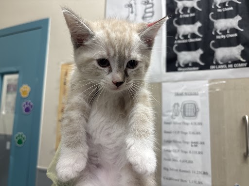 Cream-and-white kitten with front paws hanging down, indoors near a blue cabinet and wall posters. (informative)