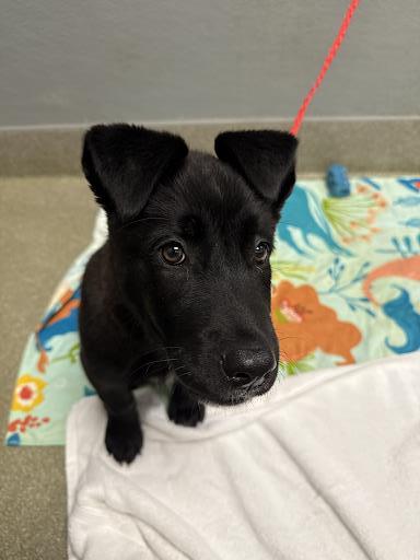 Black puppy on a red leash sits on a colorful blanket indoors, looking up curiously at the camera.