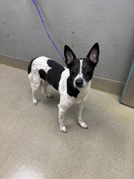 Small black-and-white dog with upright ears on a purple leash, standing on a light speckled floor beside a gray wall and doorway, looking at the camera.