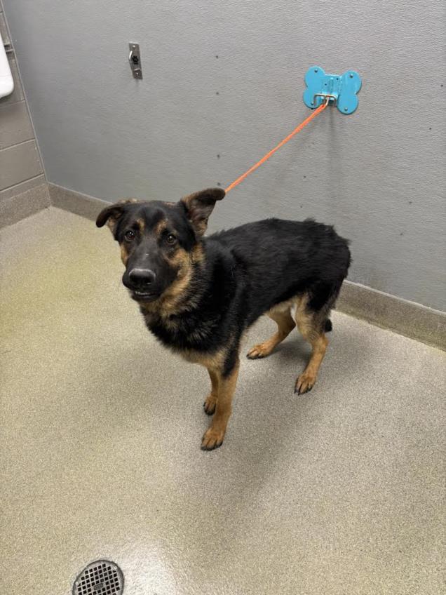 A black-and-tan dog on an orange leash tethered to a blue wall mount in a gray-tiled room, looking at the camera.