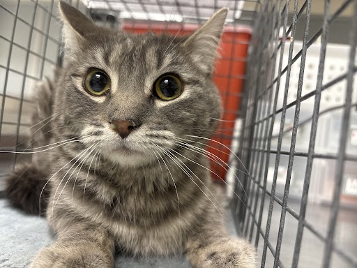 Gray tabby cat in a metal cage, looking curiously at the camera in a shelter setting.