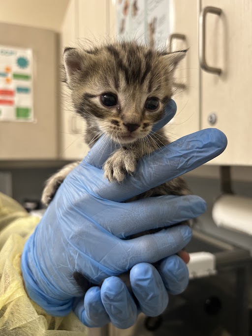 Tiny tabby kitten being gently held in a blue-gloved hand in a clinic, with cabinets in the background.