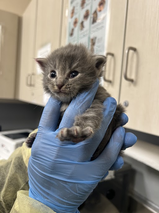 Small gray kitten being gently held in blue glove-clad hands in a veterinary clinic setting.