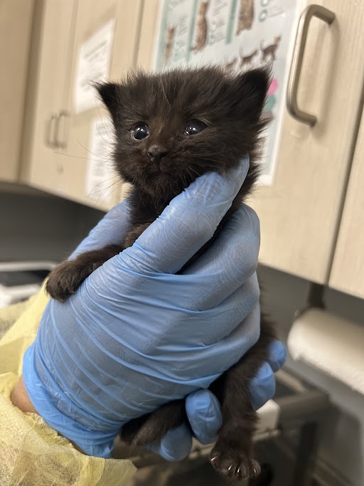 Black kitten being held gently in a gloved hand in a clinical setting, with a veterinary environment in the background.