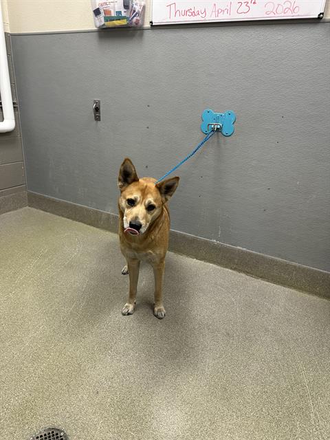 Tan dog on a blue leash tied to a wall hook in a gray room, looking at the camera with tongue out.