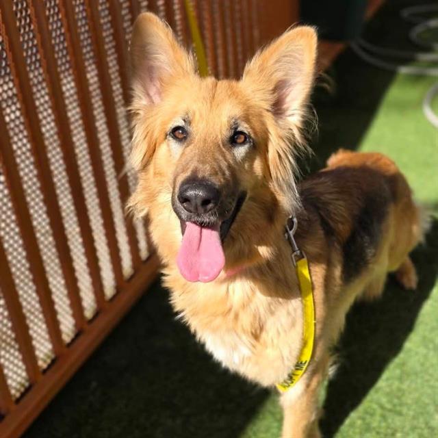 Happy dog with a yellow leash on a sunny porch, tongue out and ears perked up near a wooden railing on grass