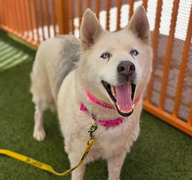 White fluffy dog with a pink collar, mouth open in a happy smile, standing on artificial turf inside an orange fence yard.