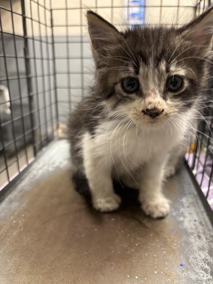 Curious small kitten with fluffy gray and white fur in a metal crate and bars to the side.