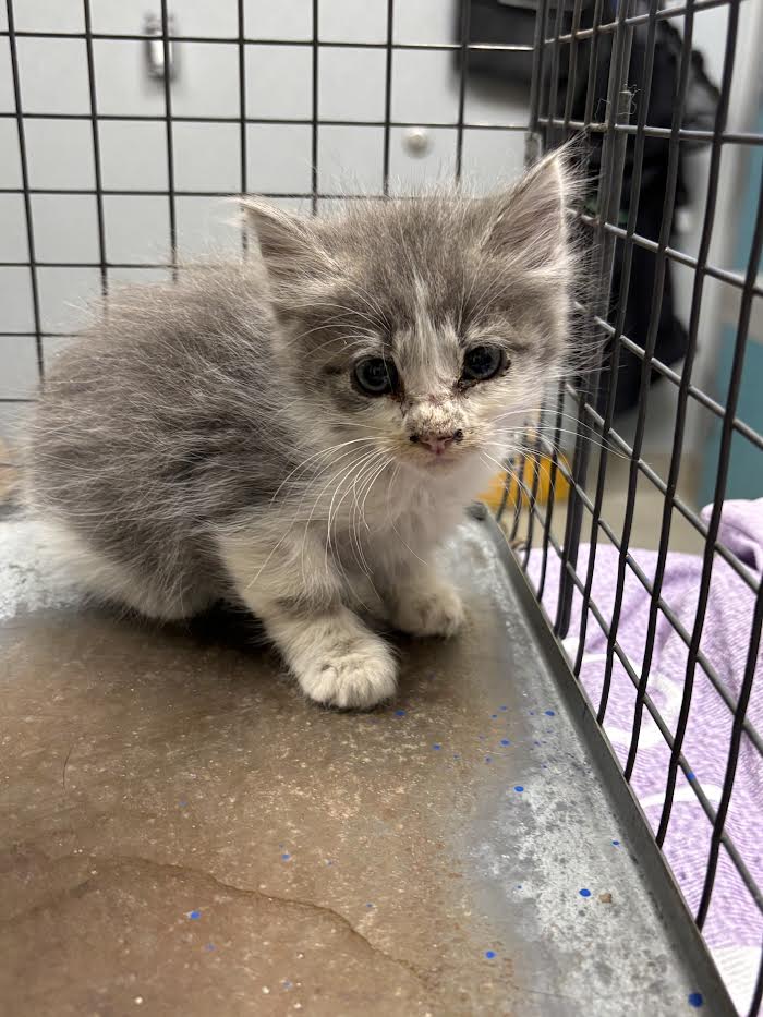 Gray and white kitten sitting in a metal cage, looking at the camera with a dirty nose and paws, in a shelter context.