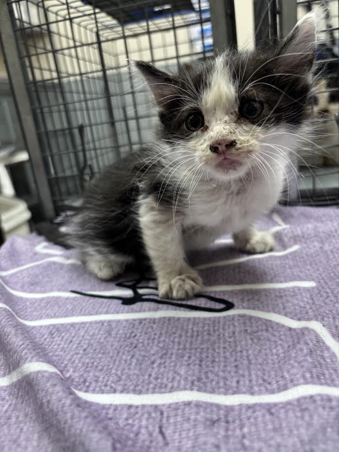 Curious black-and-white kitten in a cage, standing on a purple blanket and looking at the camera.