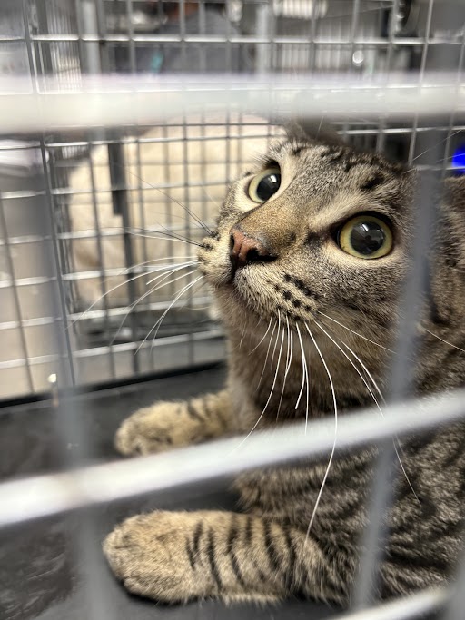 Tabby cat with wide green eyes inside a metal cage, looking upcuriously at the camera in a shelter.