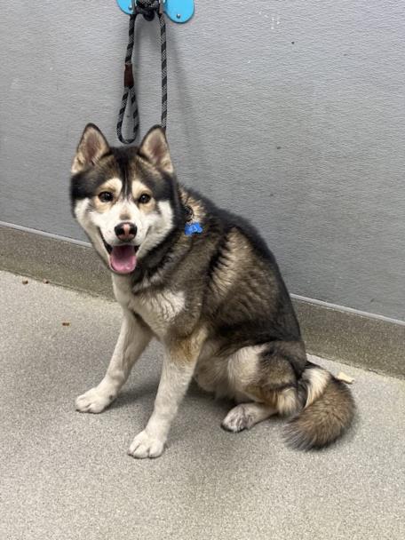 Happy husky mix sitting on a leash, facing camera with tongue out, against a gray wall and concrete ground.