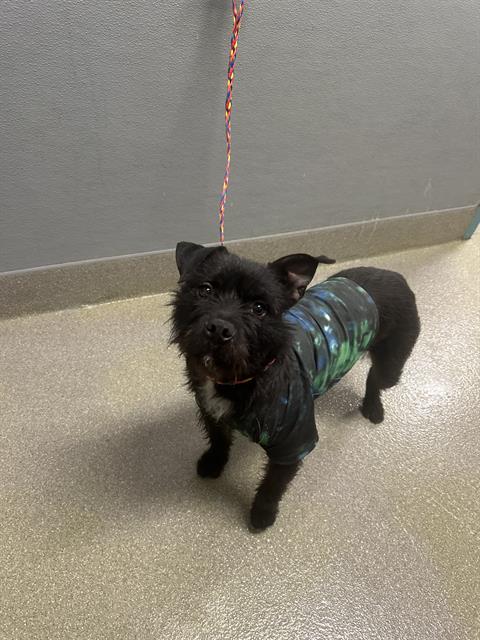 Small black dog in a blue-green tie-dye jacket on a multicolored leash indoors, looking at the camera.