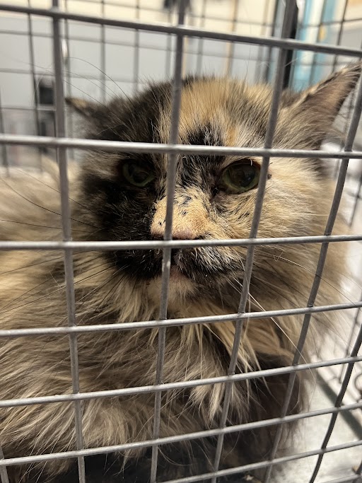Fluffy tortoiseshell cat pressed against the bars of a metal cage, looking toward the camera in a shelter setting