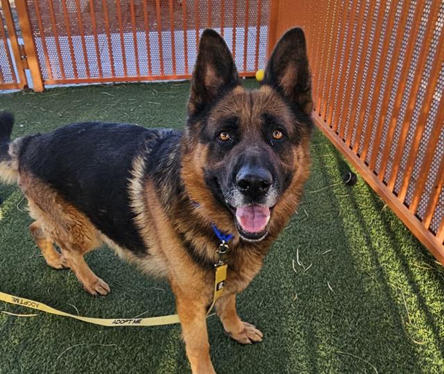 German shepherd standing on artificial turf inside an orange fenced playpen, tongue out, wearing blue collar and yellow leash.