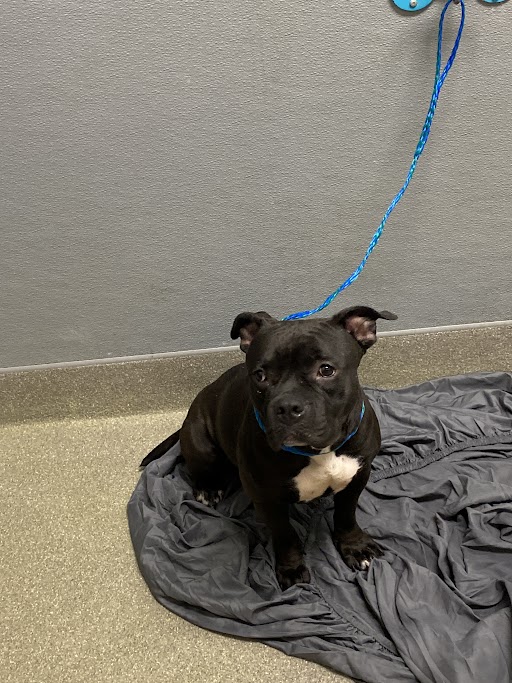 Black dog with white chest sitting on a gray blanket, blue leash attached, indoors against a gray wall.