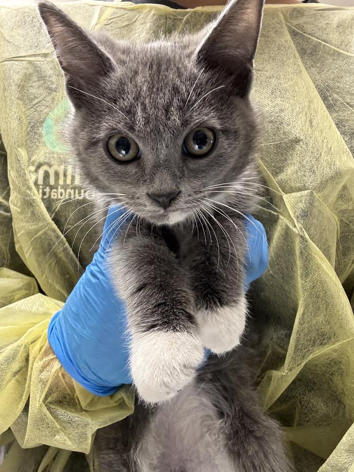 Gray kitten with white paws being gently held by a person wearing blue gloves, facing the camera.