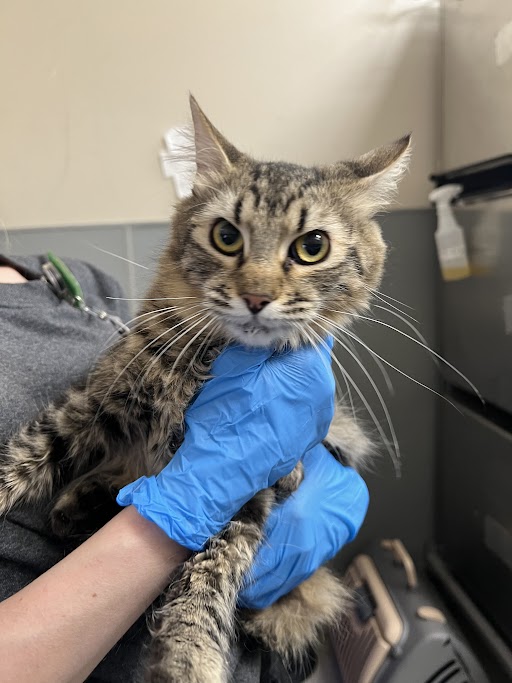 Cat being gently held by a person wearing blue nitrile gloves, in a veterinary setting, facing the camera with wide eyes.
