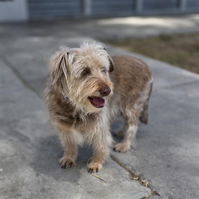 Medium-sized scruffy terrier mix standing on a concrete driveway with mouth open in a friendly expression.