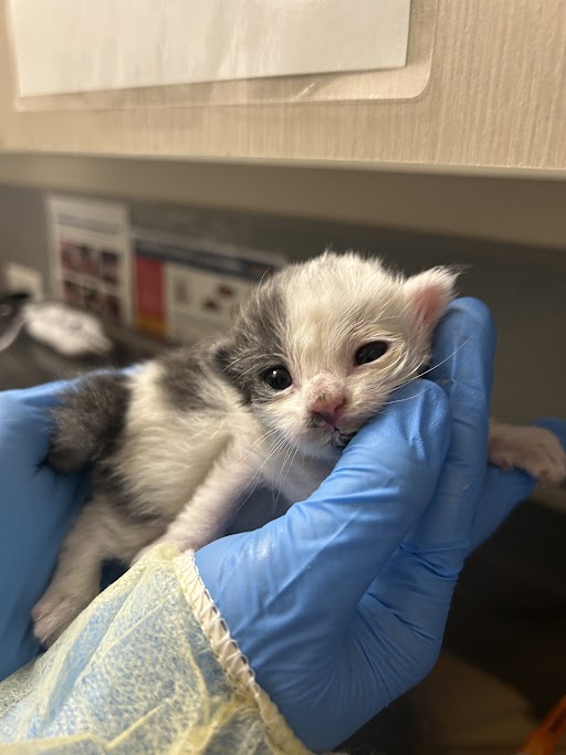 Tiny newborn kitten with white and gray fur cradled in gloved hands at a veterinary or lab station.