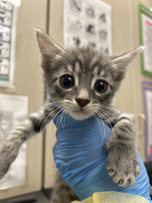 Gray tabby kitten with big eyes held up by a blue-gloved hand in a veterinary clinic.