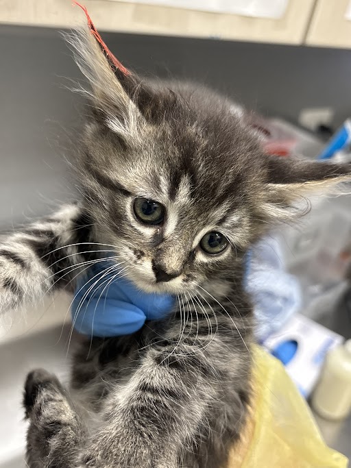 Curious gray tabby kitten with large eyes held by a gloved hand in a clinical setting.