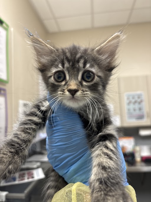 Close-up of a gray tabby kitten with wide eyes being held by a gloved hand in a veterinary clinic.