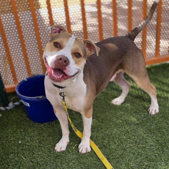 Happy brown and white dog on a yellow leash standing on artificial turf near a blue bucket and wooden fence in a sunny yard, looking at the camera with a smile.