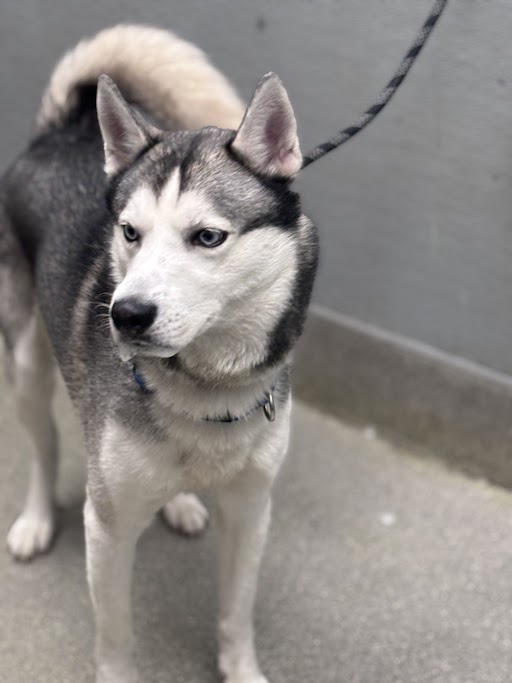 Medium-sized husky on a leash standing on a concrete surface near a gray wall, looking off to the side.