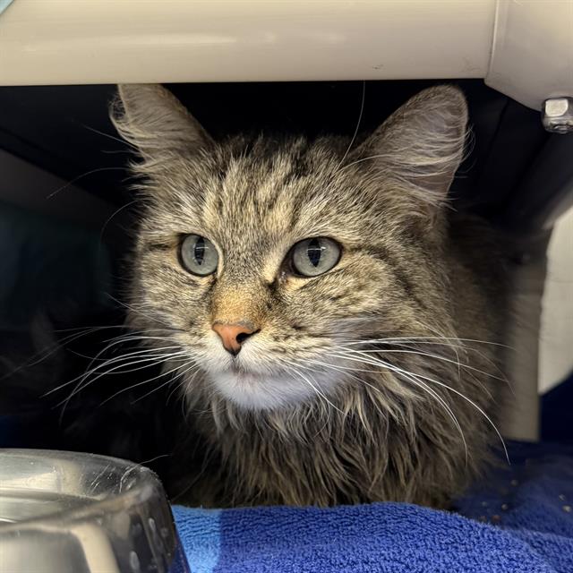 Gray tabby cat with blue eyes peeks out from under furniture, pink nose and long white whiskers visible.