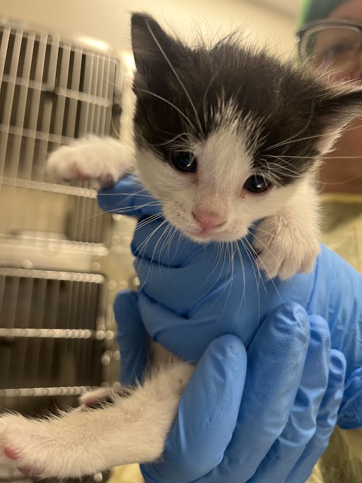 Tiny black-and-white kitten cradled in gloved hands in a veterinary setting, with cages in the background.