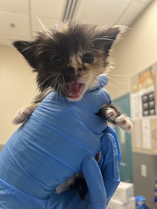 Tiny calico kitten being held in a blue nitrile-gloved hand in a clinic, mouth open as if meowing or asking for care.