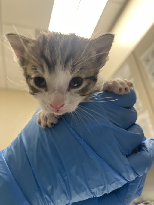 Tiny kitten held in a blue gloved hand, indoors, likely at a veterinary clinic.