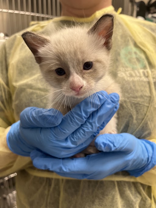 Cream-colored kitten being gently held by a veterinarian wearing blue gloves and a protective gown.