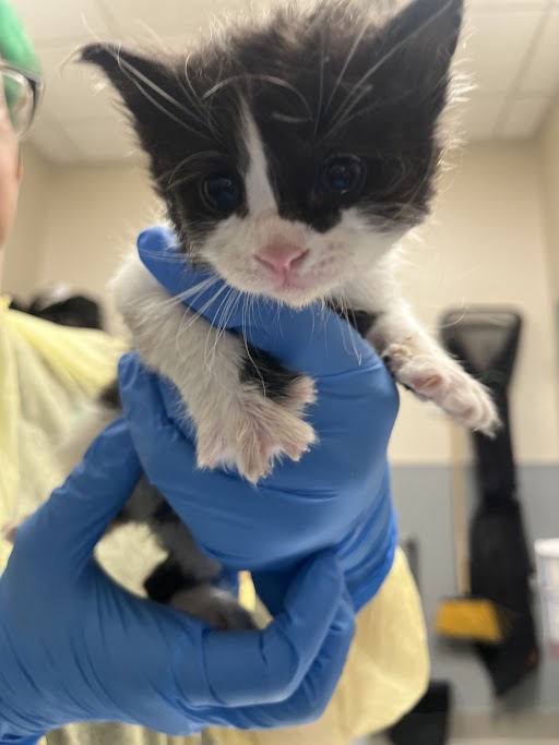 Tiny black-and-white kitten held by gloved hands in a veterinary clinic setting.
