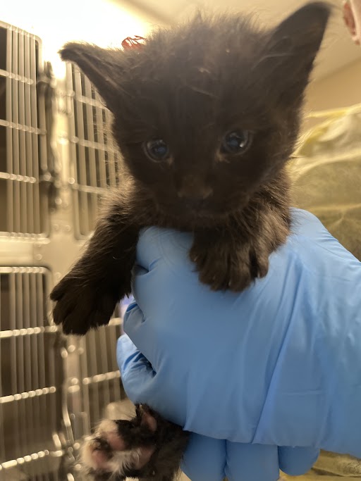 Small black kitten being gently held by a gloved hand in a veterinary clinic setting.