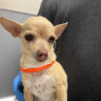 Small tan chihuahua with an orange collar, looking at the camera while being held by a person wearing a blue glove.
