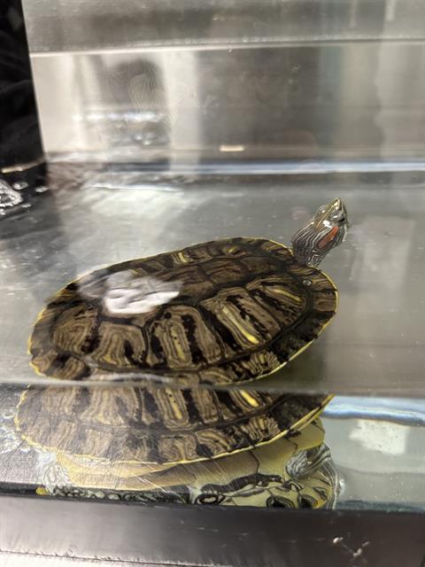 Small turtle with a patterned brown shell resting in a clear tank, head raised.