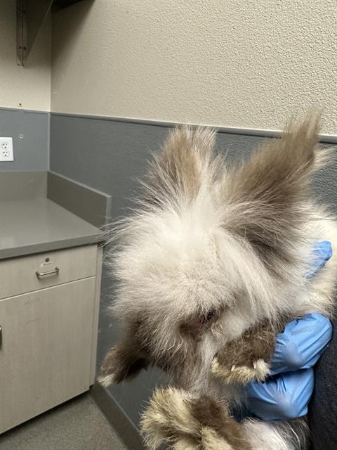 Fluffy gray and white rabbit being held by gloved hands in a clinical exam room with gray countertops and cabinets in the background.