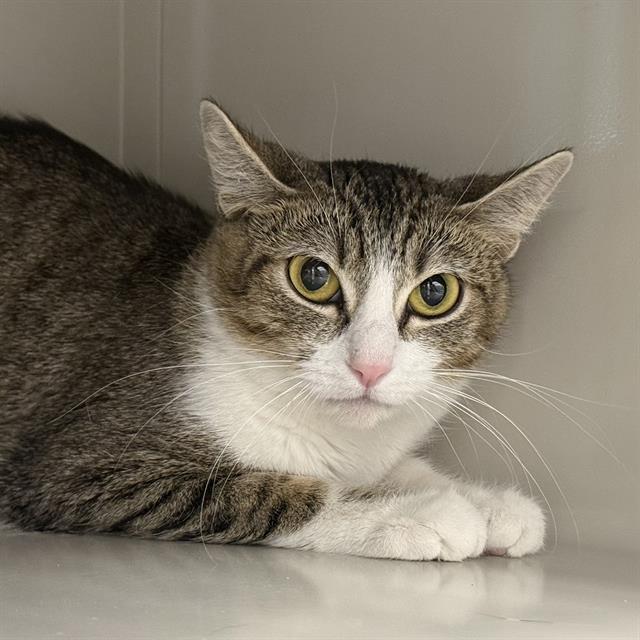 Domestic cat with tabby gray and white fur lying down in a corner, looking at the camera with yellow eyes.