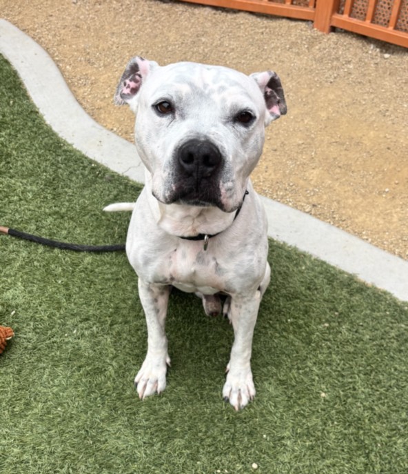 White pit bull mix sitting on green turf, looking at the camera with a black collar on.
