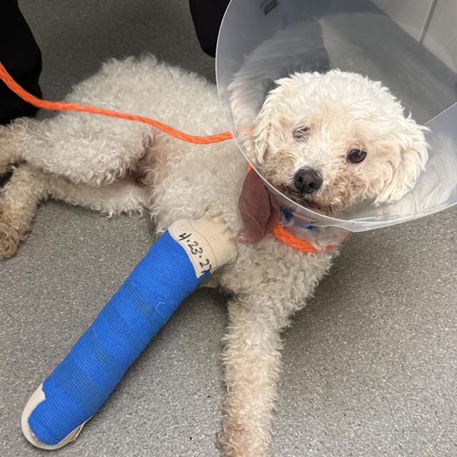 Dog resting on pavement with a blue bandaged leg and a protective cone (Elizabethan collar) after an injury/medical treatment.